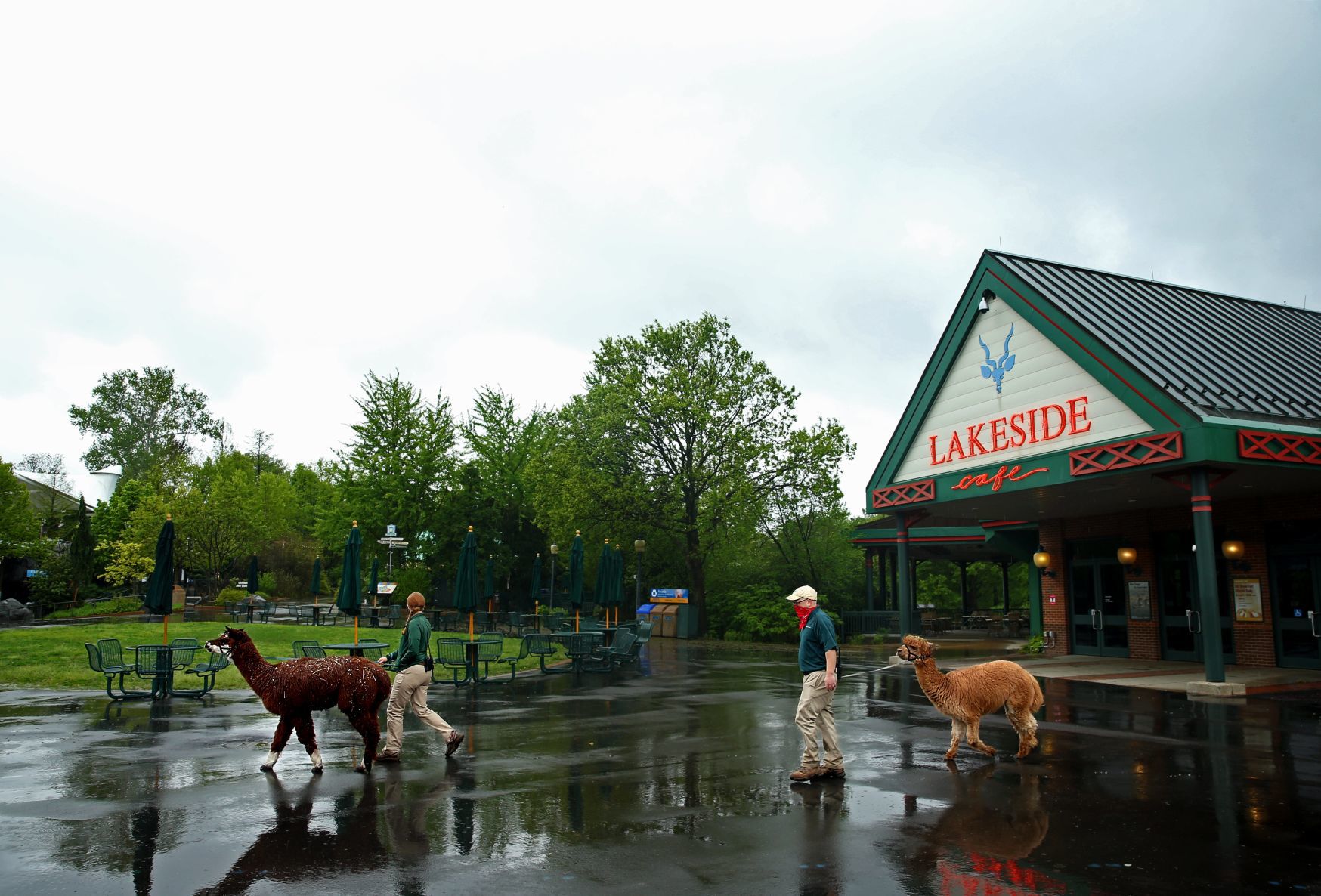 Most work continues at St. Louis Zoo despite coronavirus